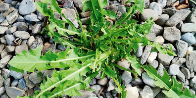 «Löwenzahn; überall und für jeden.» 