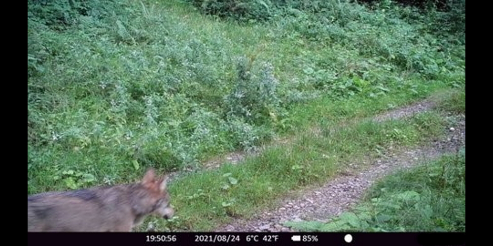 Der Wolf tappt an zwei verschiedenen Tagen Ende August bei Wattwil in eine Fotofalle. 