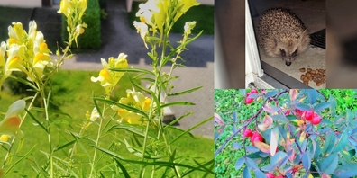 Auch im Spätsommer gibt es im Naturgarten viel zu sehen und zu entdecken.