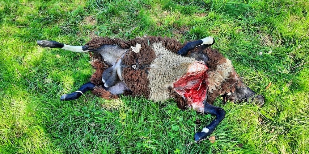 In Uetliburg wurde ein Schafsbock gerissen – es ist wieder ein Wolf.