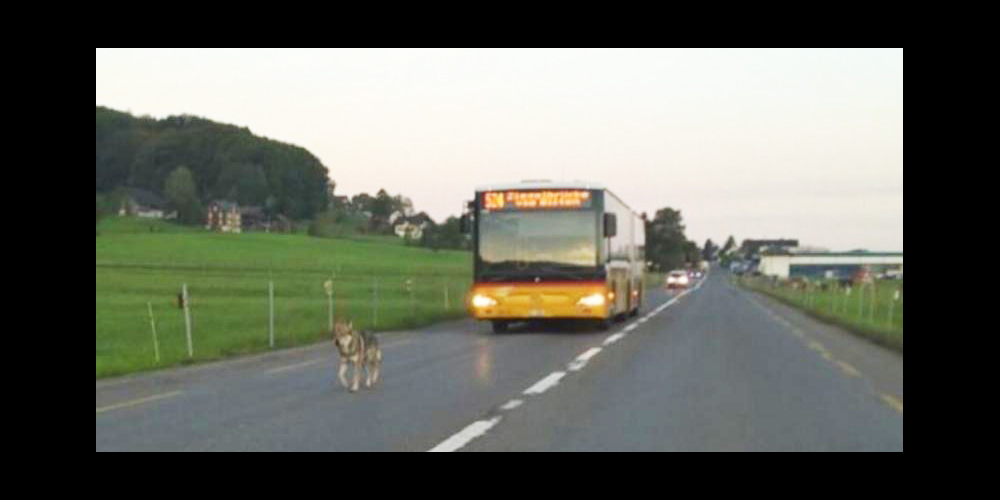 Mit einem eigenen Fahrplan unterwegs