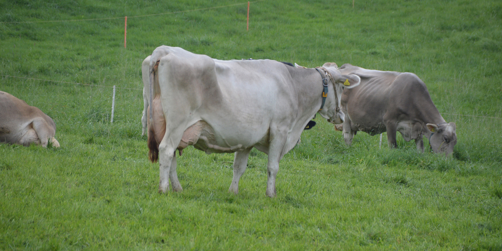 Die Kühe der Familie Schatt auf der Weide.