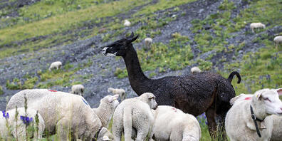 Ein Lama bewacht eine Schafherde im Kanton Uri: Ein Jäger im Muotathal verwechselte ein Lama mit einem Hirsch und erschoss das Schutztier versehentlich. Er ist sein Jagdpatent los. (Themenbild)