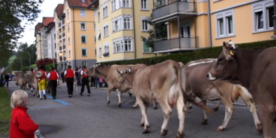 Am Wochenende zieht wieder das Vieh durch die St.Galler Strassen.