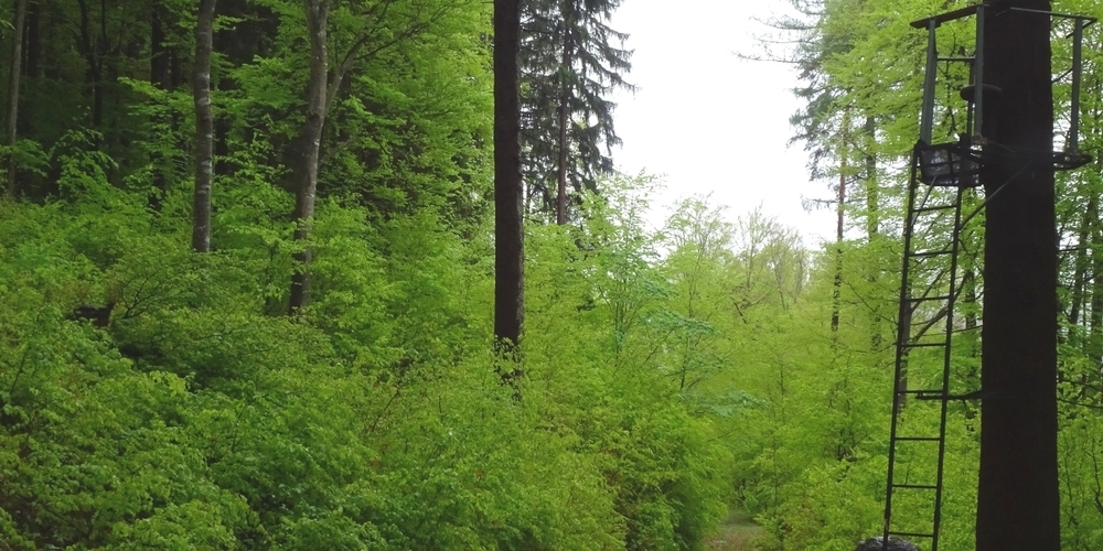 Im Kanton St.Gallen gibt es rund 140 Jagdreviere, die an Jagdgesellschaften vergeben werden. (Symbolbild)