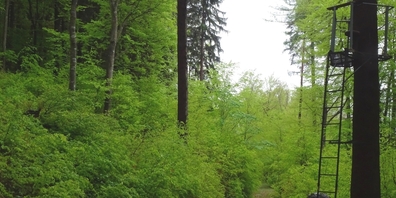 Im Kanton St.Gallen gibt es rund 140 Jagdreviere, die an Jagdgesellschaften vergeben werden. (Symbolbild)