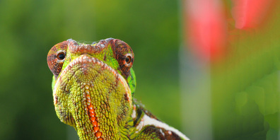 Solche Tiere sind in den Terrarien im Seedi zu beobachten.