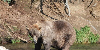 HANDOUT - Braunbär Otis steht in einem Fluss. (Aufnahme vom 16. September 2021). «Otis» setzte sich bei der Kür zum fettesten Pelztier des Katmai-Nationalparks durch. Seit einer Woche waren zwölf Braunbären im Rennen um den kuriosen Titel. Online ...