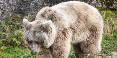 Laila, die Syrische Braunbärin im Tierpark Goldau, kann sich wie ihre Artgenossen ungestraft Winterspeck anfressen. Die Mechanismen, die sie vor Arteriosklerose schützen, könnten eventuell auch für Therapien am Menschen angewandt werden (Archivbild).
