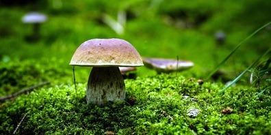 Am 22. August 2021 beginnt für die Pilzsammlerinnen und  Pilzsammler die Hauptsaison.