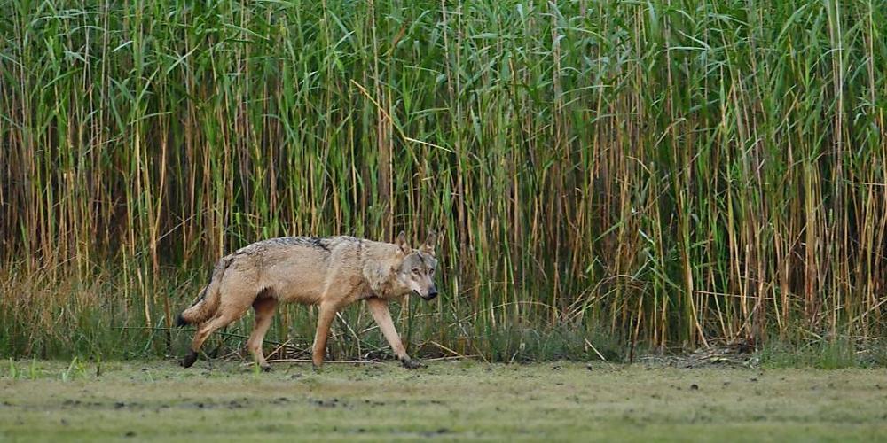 Ein erwachsener Wolf läuft am Morgen an einem Teichufer entlang. Foto: -/Torsten Beuster/dpa - ACHTUNG: Nur zur redaktionellen Verwendung und nur mit vollständiger Nennung des vorstehenden Credits