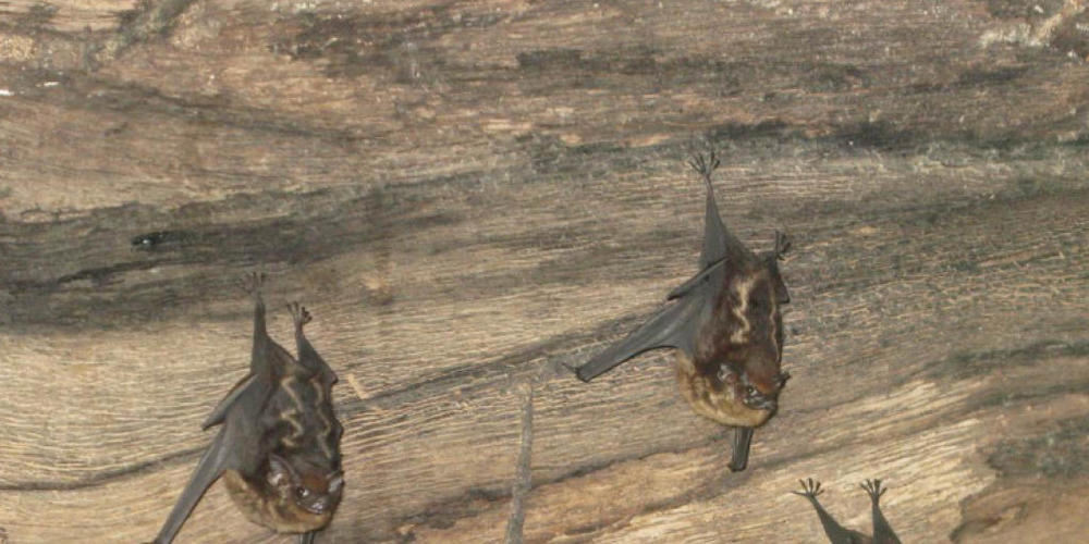 Sackfledermäuse gehören zu den wenigen Tieren, die als Säuglinge brabbeln (Knörnschild).