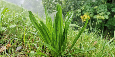 «Fast auf jeder Wiese zu finden, der Spitzwegerich.»