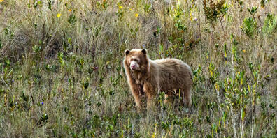 In einem bislang unerforschten Gebiet in den Anden entdeckten Forschende den ersten Brillenbären mit goldenem Fell, der somit dem Bär "Paddington" ähnelt. (Pressebild)