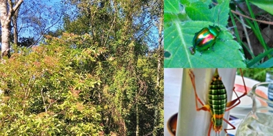 Ob kleiner oder grösser, im Naturgarten gibt es viele tierische Besucher.
