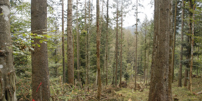 Die Wälder oberhalb Galgenen und Altendorf haben strichweise extrem unter dem Hagelwetter gelitten und müssen abgeholzt und wieder aufgeforstet werden. 