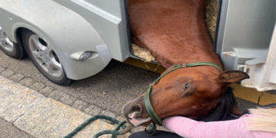 Die Fahrerin merkte, dass etwas mit dem Pferd nicht stimmte und hielt an.