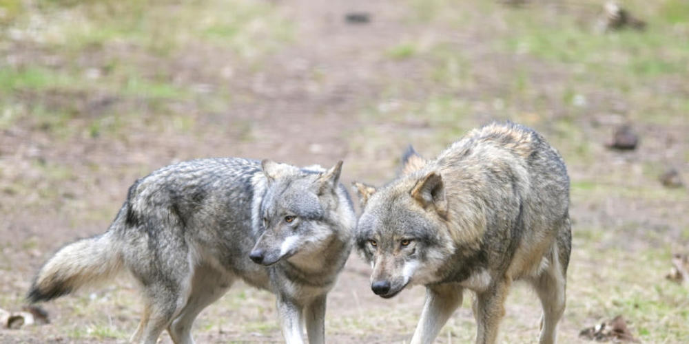 Macht sich unbeliebt unter anderem wegen Schafrissen: der Wolf. (Archivbild)