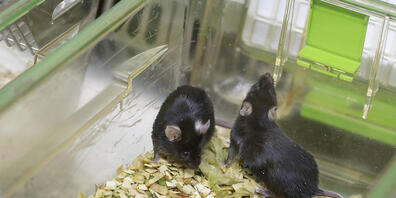 Mäuse in einem Schweizer Labor. Tierversuche gehen seit Jahren zurück. (Archivbild)