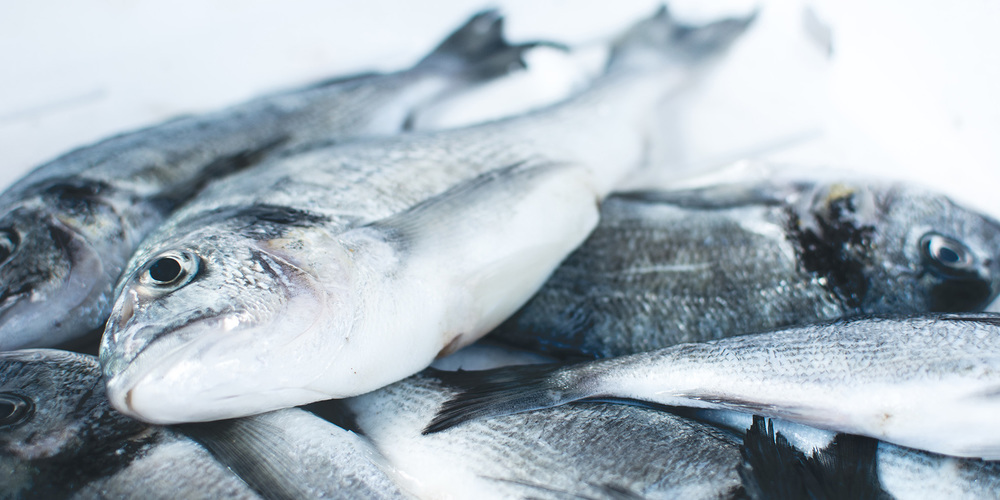 Der Fisch braucht geschützte Lebensräume: Die Kernbotschaft an den Tagen der Fische.