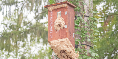 Durch das Umsiedeln von gefährdeten Nestern oder die selbstgebauten Kästen erhalten die Hornissen eine Chance zu überleben.