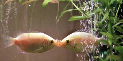 Aquarien-Besitzer und Aquarienfisch-Halter sind oft überfordert und sehen nicht, dass ihre Fische leiden, weil sie nicht artgerecht gehalten werden. Viele Fische sterben deshalb unnötig früh. (Archivbild)