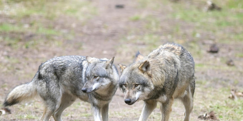 Die beiden erwachsenen Wölfe näherten sich den Wanderern bis auf zehn Meter. (Symbolbild)