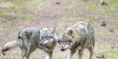 Die beiden erwachsenen Wölfe näherten sich den Wanderern bis auf zehn Meter. (Symbolbild)