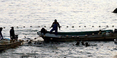 ARCHIV - Fischer und Delfintrainer haben Delfinen in eine Lagune der Walfang-Stadt Taiji getrieben. Laut Berichten von Tierschützern brachen am Mittwoch die ersten Fischer im Walfangort Taiji zum Auftakt der bis März dauernden Treibjagd auf Delfin...