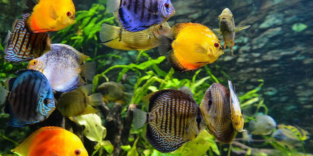 Aquarienfische sind empfindsame Wesen und verfügen über soziale Intelligenz und sind lernfähig.
