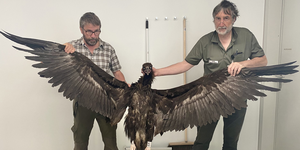 Beim Amt für Jagd und Fischerei Graubünden in Chur wurde der tote Geier untersucht: Im Bild David Jenny (l.) von der Schweizerischen Vogelwarte Sempach und Hannes Jenny vom AJF Graubünden.