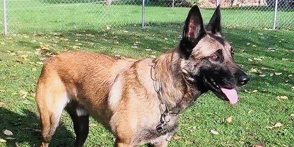 Drogenhund «Sec», der Schnüfflerkönig der Zollverwaltung