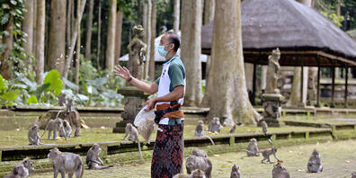 Made Mohon, Park-Manager des Sangeh Monkey Forest, füttert Makaken mit gespendeten Erdnüssen in der Touristenattraktion in Sangeh, Bali. Wegen Corona bleiben auf Bali die Touristen aus und damit das Fressen für Hunderte Affen. Immer häufiger würde...