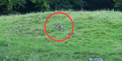 In Uetliburg treibt ein Wolf sein Unwesen.