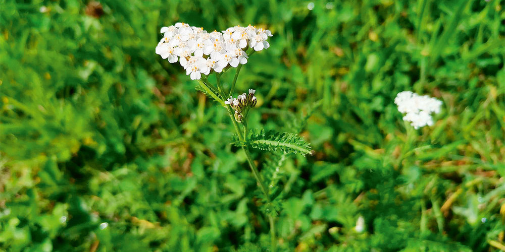 Die dichten, weissen «Blütenköpfchen» sind ein eindeutiges Merkmal der Schafgarbe.