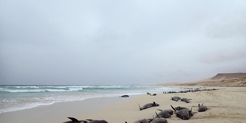 An der französischen Westküste sind 17 Delfine gestrandet. Hilfskräfte konnten 14 Tiere wieder ins Meer zurücklotsen. Drei Delfine verendeten. (Symbolbild)