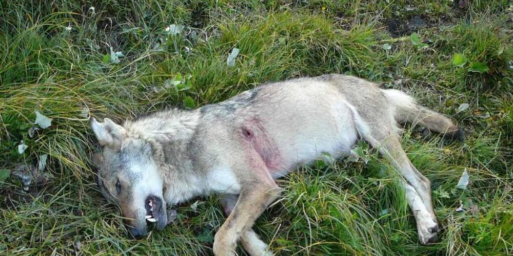 Das Bundesamt für Umwelt hat den Abschuss von drei Jungwölfen aus dem Beverinrudel in Graubünden bewilligt. (Symbolbild)