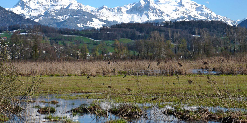 Das Naturschutzgebiet Kaltbrunner Riet.