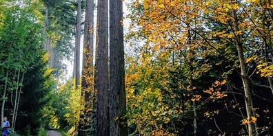 Mischwald auf dem Vogelsberg, Gemeinde Uzwil.