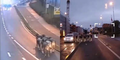 Munter begaben sich sieben Rinder auf Reise durch die Rosenstadt.