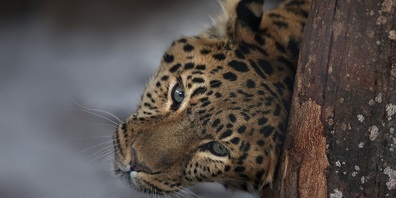 Amurleopard "TJ" musste eingeschläfert werden.