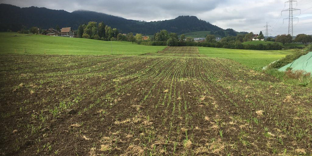 Mitte September wurde auf drei Hektaren im Kanton Schwyz – im Bild die Felder in Wollerau und Feusisberg – Winterbraugerste für die Ernte im nächsten Jahr angesät. «Die Saat ist mittlerweile schön aufgelaufen», sagt Linus Müller.