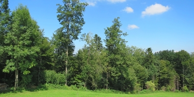 Aufgewerteter Waldrand bei Flawil: Flächendeckende, naturnahe Bewirtschaftung sorgt für Arten- und Lebensraumvielfalt.
