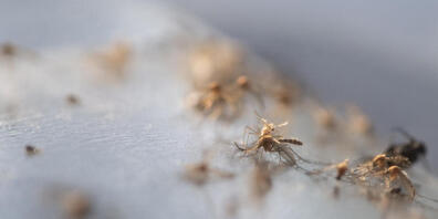 Zürich ist tigermückenfrei, zumindest für den Moment. Im Bild vom Sommer 2019;  tote Tigermücken in Zürich.