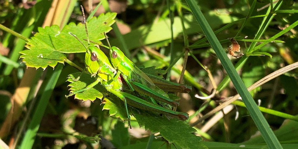 Ungemähte Streifen, welche über den Winter stehen bleiben, sind für die Fortpflanzung der Goldschrecken enorm wichtig, weil die Eier in die stehende Vegetation abgelegt werden.
