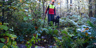 Sobald der Spürhund im Dickicht eine tote Wildsau gefunden hat, ruft er seine Hundeführerin herbei.