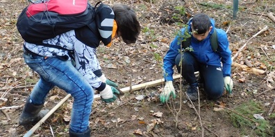 Uzwiler Schülerinnen und Schüler pflanzten 180 Bäume im Wald bei der Henauer Felsegg.
