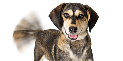 Da wedelt der Schwanz mit dem Hund oder die Minderheit mit der Mehrheit