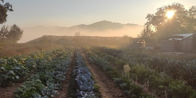 Auf Hof und Feld hautnah erfahren, wie die solidarische Form der Landwirtschaft funktioniert.
