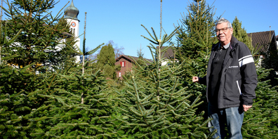 Ein Teil von Max Landolts Christbäumen wächst in seinem Garten in Galgenen.